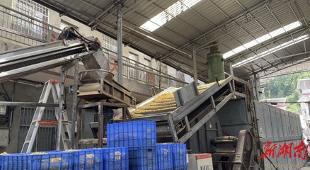 山界回族鄉(xiāng) 百合加工承攬全縣80%業(yè)務，除四害服務助力鄉(xiāng)村發(fā)展